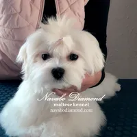 Henry, a male Maltese for sale in Snowville, UT – Photo 3 of 4