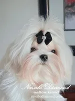 Hilton, a male Maltese for sale in Snowville, UT – Photo 4 of 8