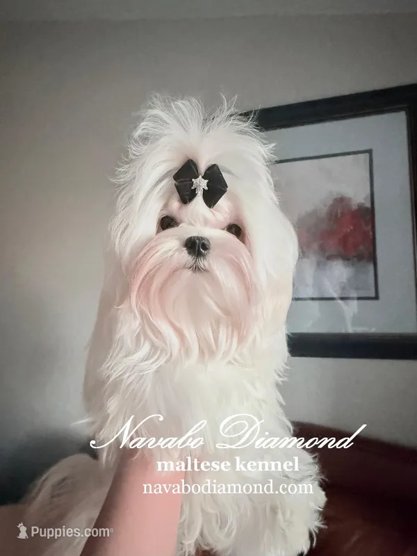 Hilton – Maltese puppy for sale in Snowville, UT