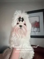 Hilton, a male Maltese for sale in Snowville, UT – Photo 1 of 8