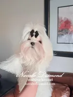 Hilton, a male Maltese for sale in Snowville, UT – Photo 2 of 8