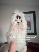 Hilton, a male Maltese for sale in Snowville, UT – Photo 5 of 8