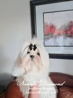 Hilton, a male Maltese for sale in Snowville, UT – Photo 3 of 8