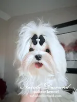 Hilton, a male Maltese for sale in Snowville, UT – Photo 7 of 8