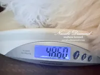 Hilton, a male Maltese for sale in Snowville, UT – Photo 8 of 8