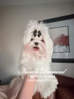 Hilton, a male Maltese for sale in Snowville, UT – Photo 6 of 8