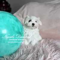 Honda, a female Maltese for sale in Snowville, UT – Photo 2 of 4