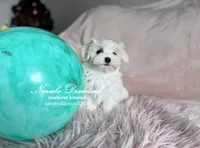 Honda, a female Maltese for sale in Snowville, UT – Photo 2 of 4