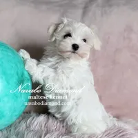 Honda, a female Maltese for sale in Snowville, UT – Photo 1 of 4