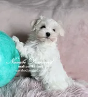 Honda, a female Maltese for sale in Snowville, UT – Photo 1 of 4