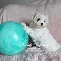 Honda, a female Maltese for sale in Snowville, UT – Photo 4 of 4