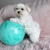 Honda, a female Maltese for sale in Snowville, UT – Photo 3 of 4