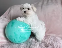 Honda, a female Maltese for sale in Snowville, UT – Photo 3 of 4