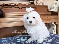 processed/55805078-54e0-48a8-9f1f-82f7cb14f203/listing/9d77ef3b-fa4e-4895-a684-0edc192511b8/9bef3877-50e8-450e-bd28-f2f72ce157ef