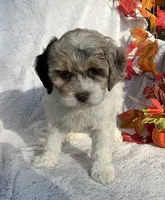 Blossom , a female Cockapoo for sale in Goshen, IN – 4 of 8