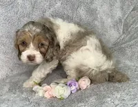 Sunny, a male Cockapoo for sale in Goshen, IN – Photo 5 of 8