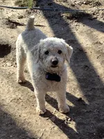 Sunny, a male Cockapoo for sale in Goshen, IN – Photo 8 of 8
