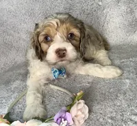 Sunny, a male Cockapoo for sale in Goshen, IN – Photo 4 of 8
