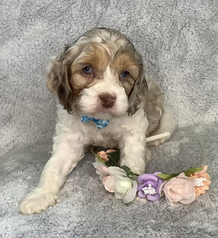 Sunny, a male Cockapoo for sale in Goshen, IN – Photo 1 of 8