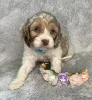 Sunny, a male Cockapoo for sale in Goshen, IN – Photo 1 of 8
