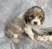 Sunny, a male Cockapoo for sale in Goshen, IN – Photo 6 of 8