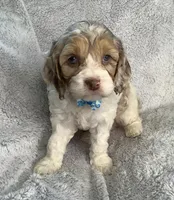 Sunny, a male Cockapoo for sale in Goshen, IN – Photo 3 of 8