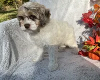 Blossom , a female Cockapoo for sale in Goshen, IN – 6 of 8