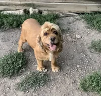 Taffy, a female Cockapoo for sale in Goshen, IN – 8 of 8