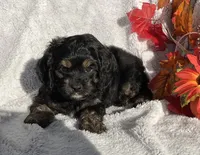 Birdie , a female Cockapoo for sale in Goshen, IN – 4 of 8