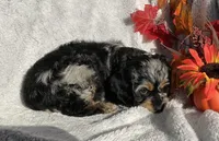 Buttons, a female Cockapoo for sale in Goshen, IN – 6 of 8