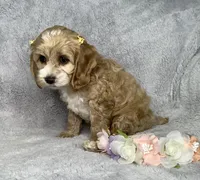 Butterscotch , a female Cockapoo for sale in Goshen, IN – 4 of 8