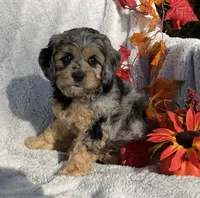 Biscuit, a female Cockapoo for sale in Goshen, IN – 2 of 7
