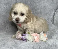 Heath, a male Cockapoo for sale in Goshen, IN – 5 of 8