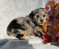 Biscuit, a female Cockapoo for sale in Goshen, IN – 5 of 7
