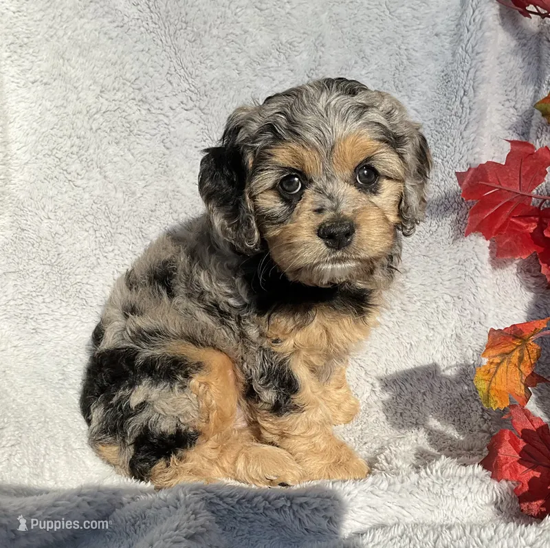 Biscuit – Cockapoo puppy for sale in Goshen, IN