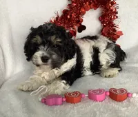 processed/558248f3-dff0-46cd-83b7-066451d489cf/listing/260adc97-a238-40dd-b016-ad180e9f56e1/21b3ec73-0a8d-4ce9-9a52-0499e6552c30