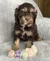 Tulip, a female Cockapoo for sale in Goshen, IN – Photo 1 of 7