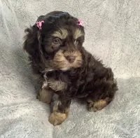 Tulip, a female Cockapoo for sale in Goshen, IN – Photo 4 of 7