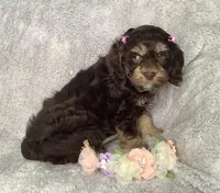 Tulip, a female Cockapoo for sale in Goshen, IN – Photo 5 of 7