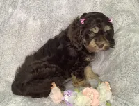 Tulip, a female Cockapoo for sale in Goshen, IN – Photo 3 of 7