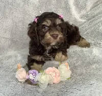 Tulip, a female Cockapoo for sale in Goshen, IN – Photo 2 of 7