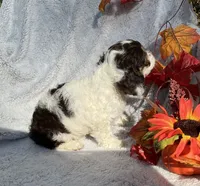 Bubbles, a female Cockapoo for sale in Goshen, IN – 6 of 8