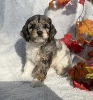 Bambi, a male Cockapoo for sale in Goshen, IN – 5 of 8