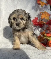 Bingo, a male Cockapoo for sale in Goshen, IN – 6 of 8