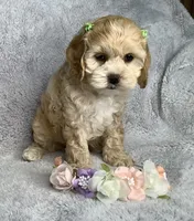 Maple Sugar, a female Cockapoo for sale in Goshen, IN – 5 of 8