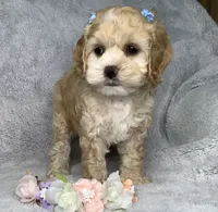 Caramel , a female Cockapoo for sale in Goshen, IN – 4 of 8