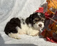 Bubbles, a female Cockapoo for sale in Goshen, IN – 2 of 8