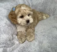 Caramel , a female Cockapoo for sale in Goshen, IN – 2 of 8