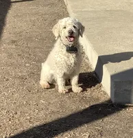 Blossom , a female Cockapoo for sale in Goshen, IN – 8 of 8
