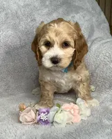 Toffee , a male Cockapoo for sale in Goshen, IN – 4 of 8